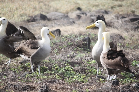 Albatrosse