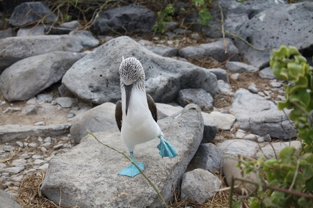 Blaufußtölpel - blue footed Boobie