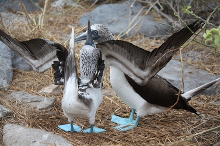 Blaufußtölpel - blue footed Boobie