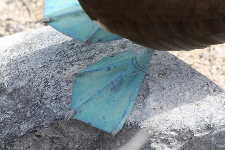 Blaufußtölpel - blue footed Boobie