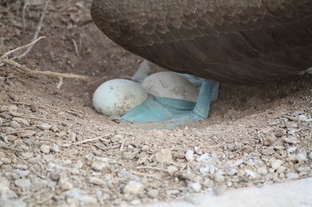 Blaufußtölpel - blue footed Boobie