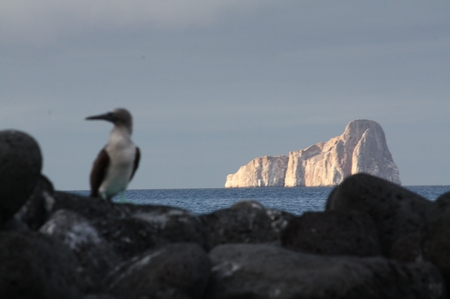 Blaufußtölpel - blue footed Boobie