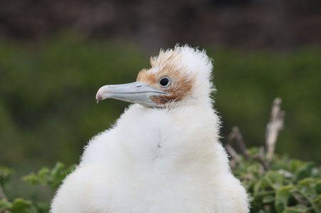 Galapagos Frigattvögel