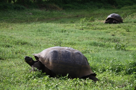 Galapagos - Riesenschildkröten