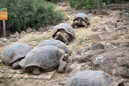 Galapagos - Riesenschildkröten