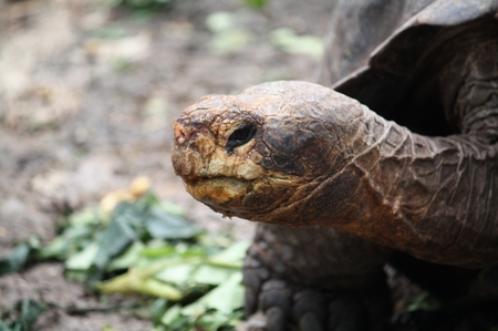 Galapagos - Riesenschildkröten