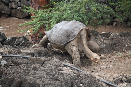 Galapagos - Riesenschildkröten