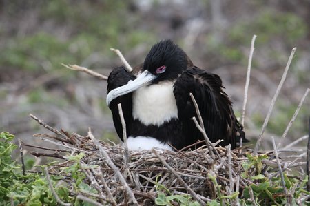 Galapagos Frigattvögel