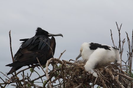 Galapagos Frigattvögel