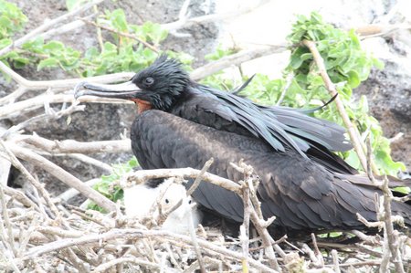 Galapagos Frigattvögel