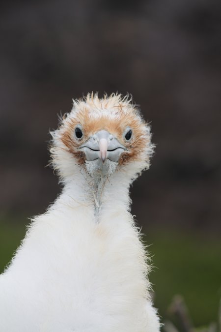 Galapagos Frigattvögel