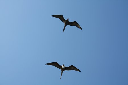 Galapagos Frigattvögel