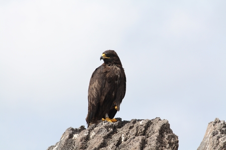 Galapagos Habicht