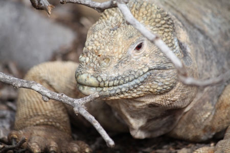 Galapagos Landleguan