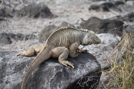 Galapagos Landleguan