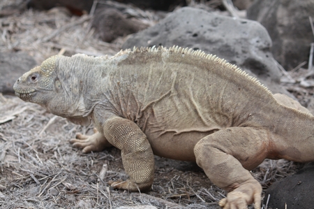 Galapagos Landleguan