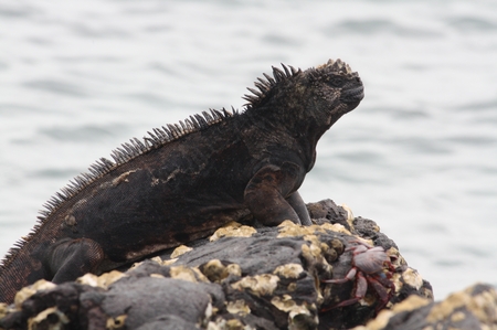 Galapagos Mariner Leguan