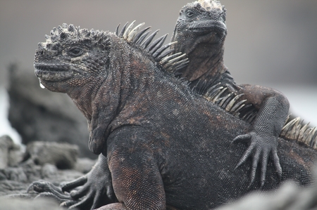 Galapagos Mariner Leguan