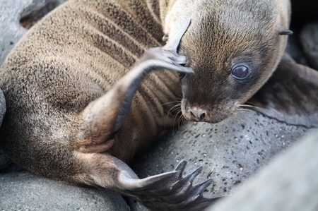 Galapagos Seelöwen