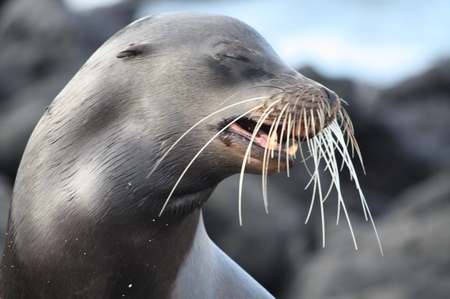 Galapagos Seelöwen