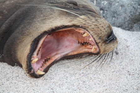 Galapagos Seelöwen