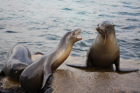 Galapagos Seelöwen