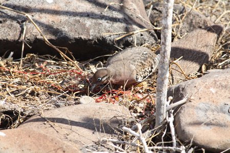 Galapagos Taube