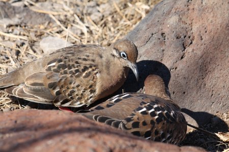 Galapagos Taube