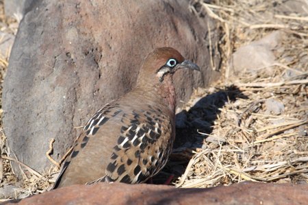 Galapagos Taube