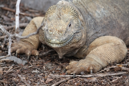 Landleguan