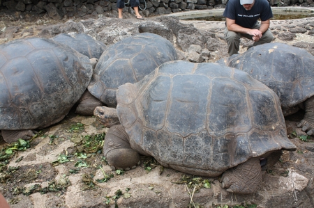 Riesenschildkröten