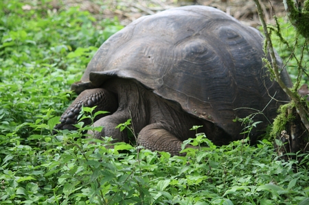 Riesenschildkröten