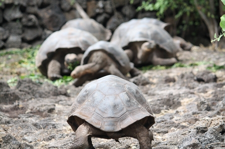 Riesenschildkröten