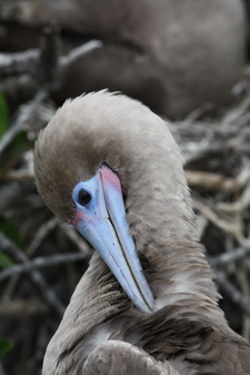 Rotfußtölpel - Red footed Boobie