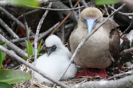 Rotfußtölpel - Red footed Boobie