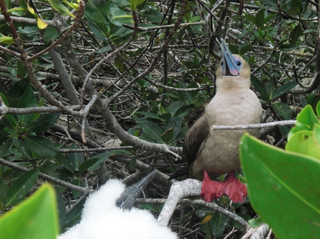 Rotfußtölpel - Red footed Boobie