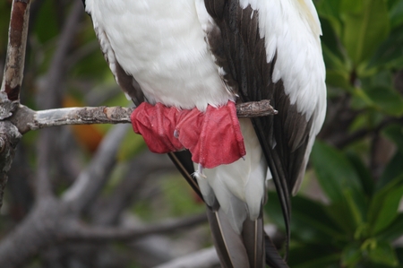 Rotfußtölpel - Red footed Boobie