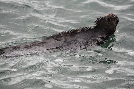 schwimmender Mariner Leguan