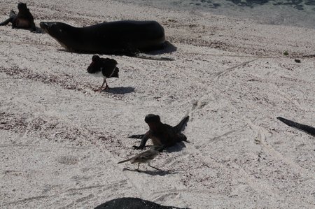 American Oystercatcher