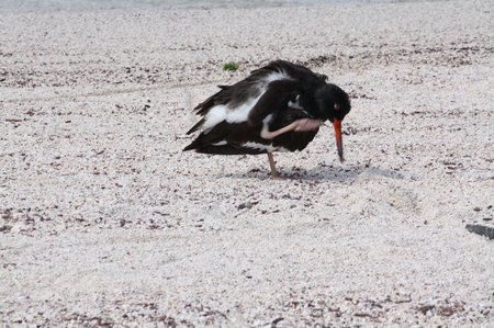 American Oystercatcher