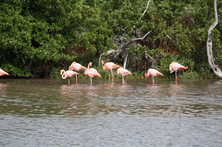 Flamingos auf den Galapagos