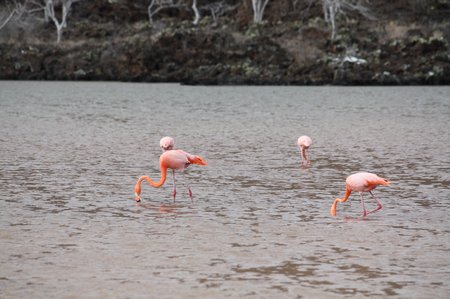 Flamingos auf den Galapagos