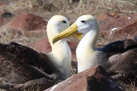 Galapagos Albatrosse