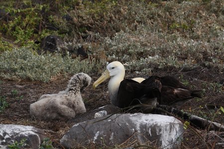 Galapagos Albatrosse