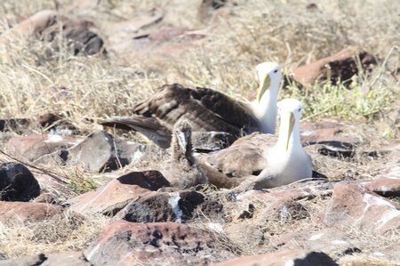 Galapagos Albatrosse
