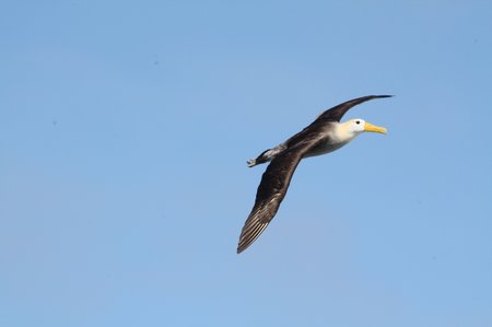 Galapagos Albatrosse