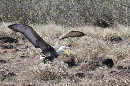 Galapagos Albatrosse