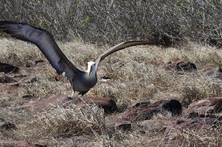 Galapagos Albatrosse