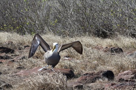 Galapagos Albatrosse