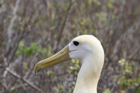 Galapagos Albatrosse